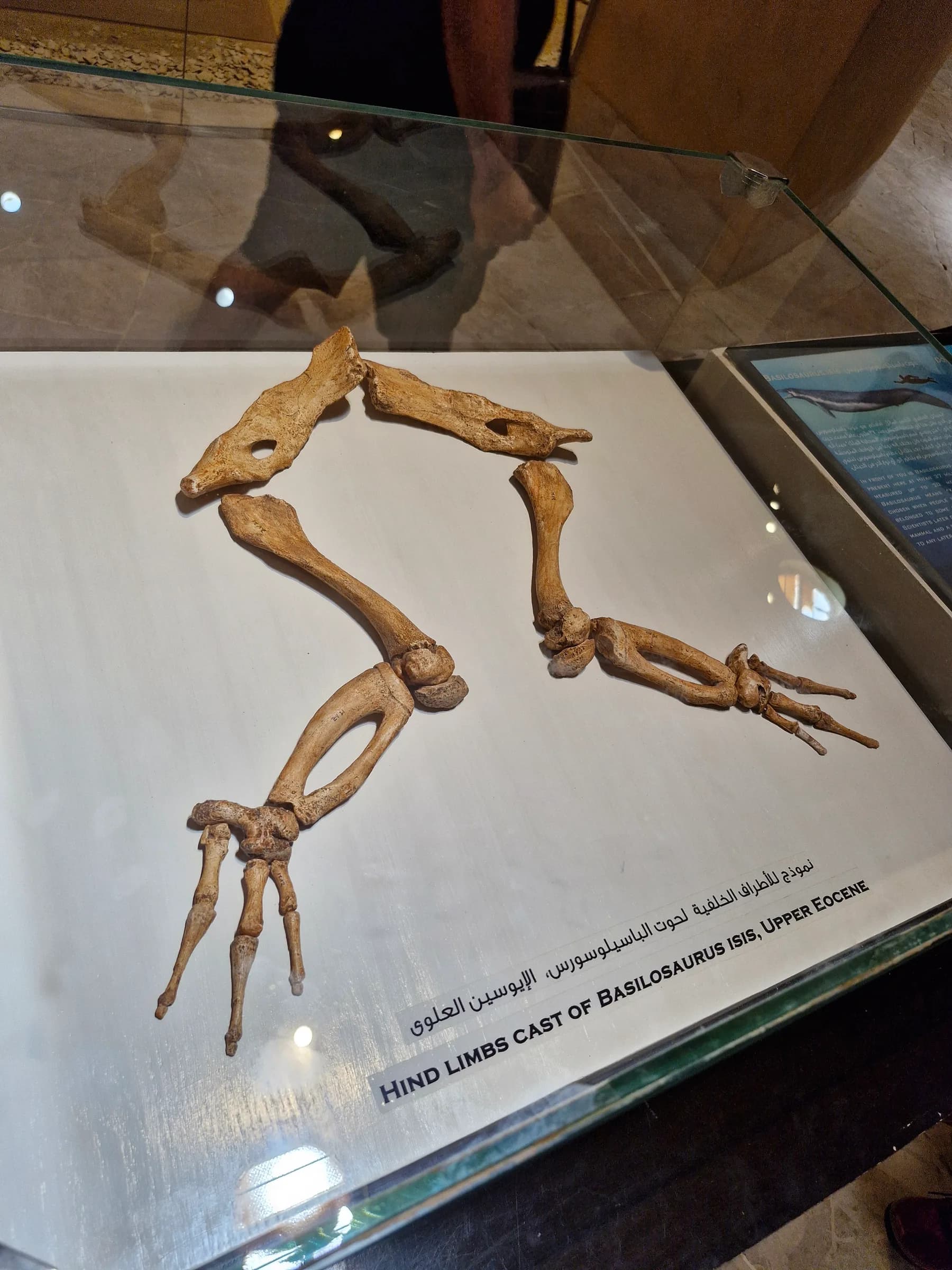 A cast of fossilized hind limbs from a Basilosaurus whale, displayed in a glass case with text identifying it.