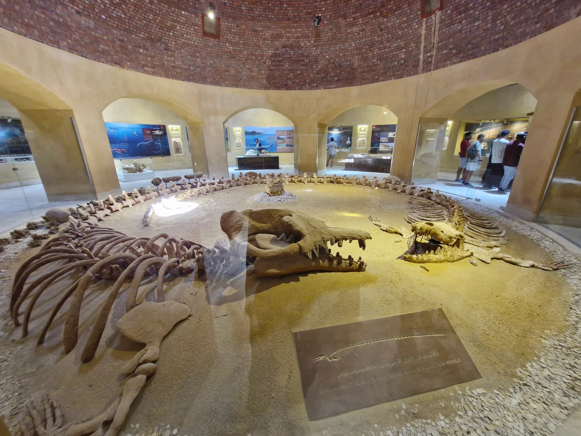 A vast, circular museum hall showcasing the complete skeleton of a large ancient whale, surrounded by other exhibits.