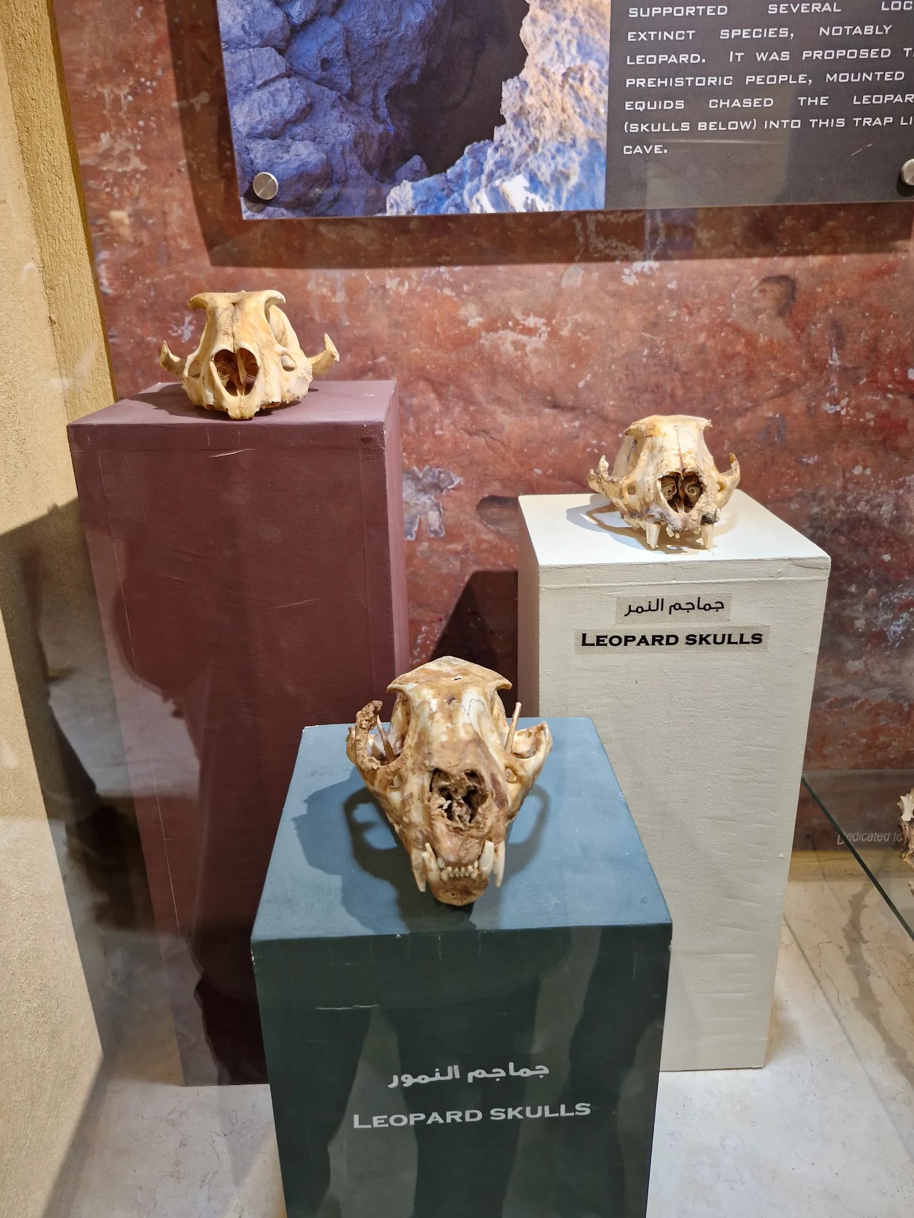Three ancient leopard skulls, each resting on its own pedestal, with museum labels in English and Arabic.