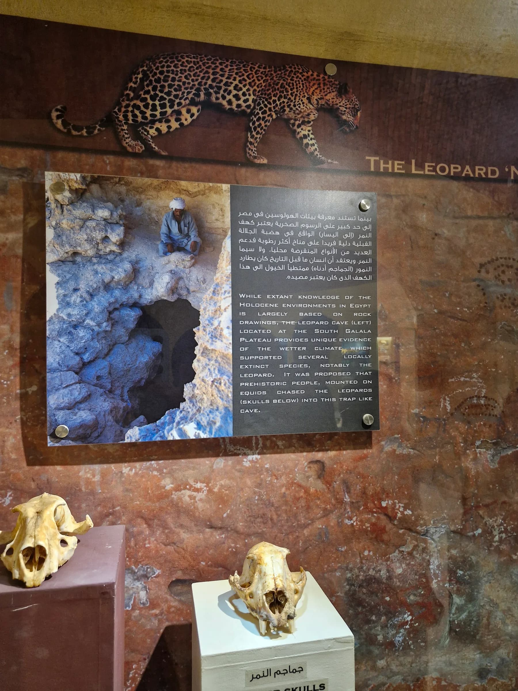 A museum display featuring a leopard illustration, a photo of a cave, and two ancient leopard skulls on pedestals.