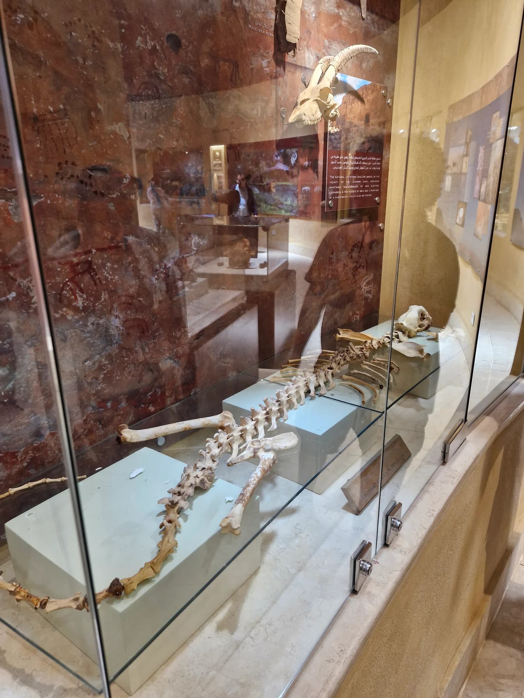 A long, complete fossilized skeleton of an animal displayed within a protective glass case in a museum.