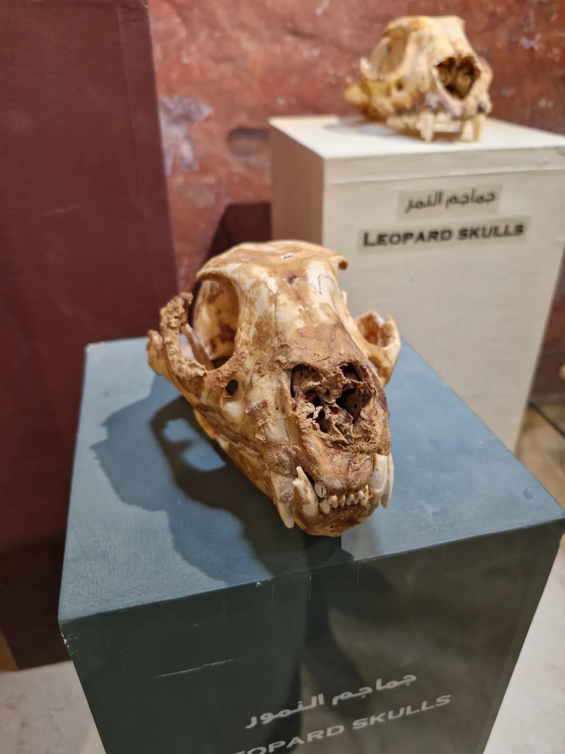 A close-up view of an ancient leopard skull, showing intricate bone structure and teeth on a dark pedestal.