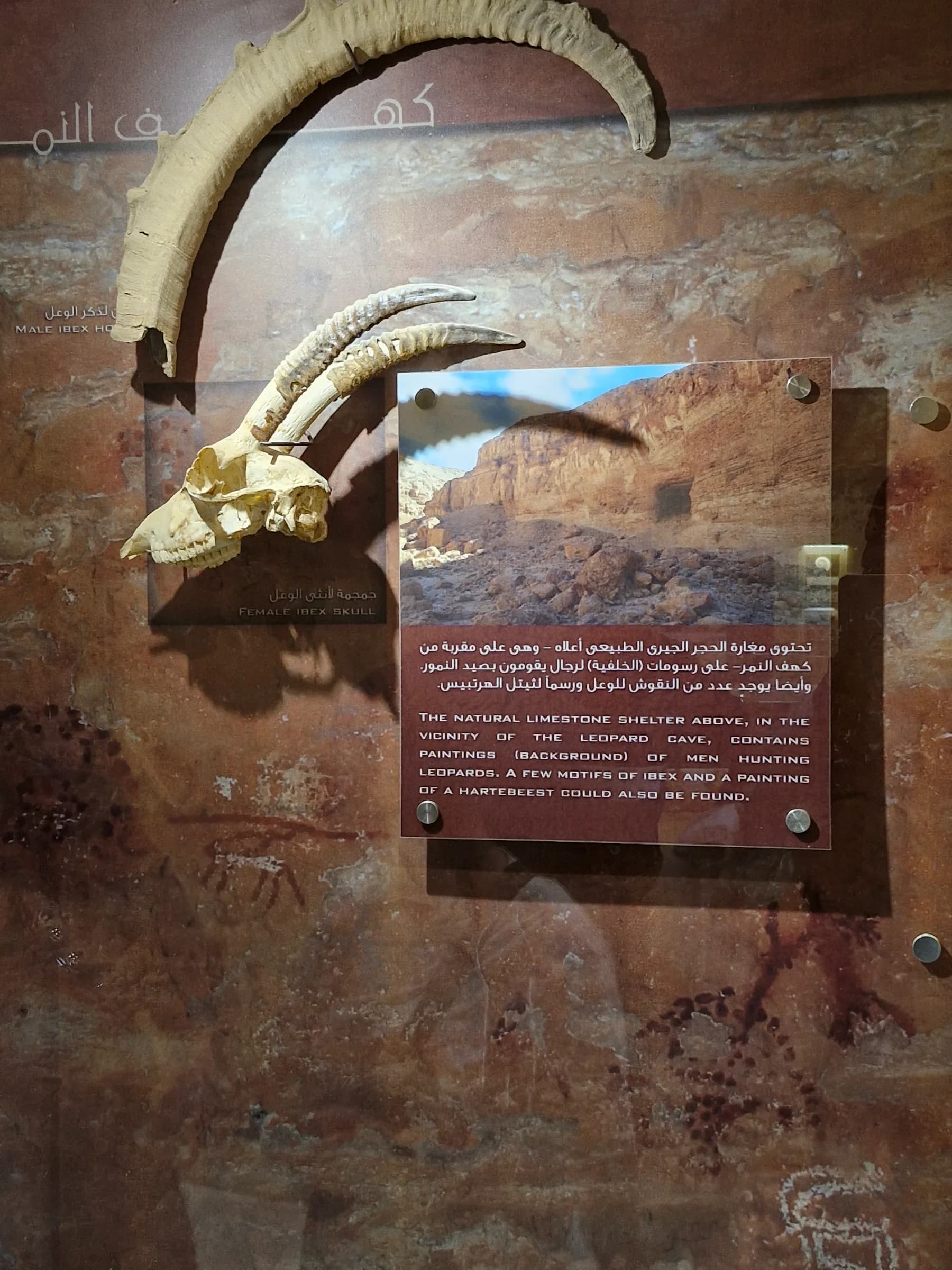 An ancient ibex skull and large curved horns displayed next to a photo of a rock shelter with cave paintings.