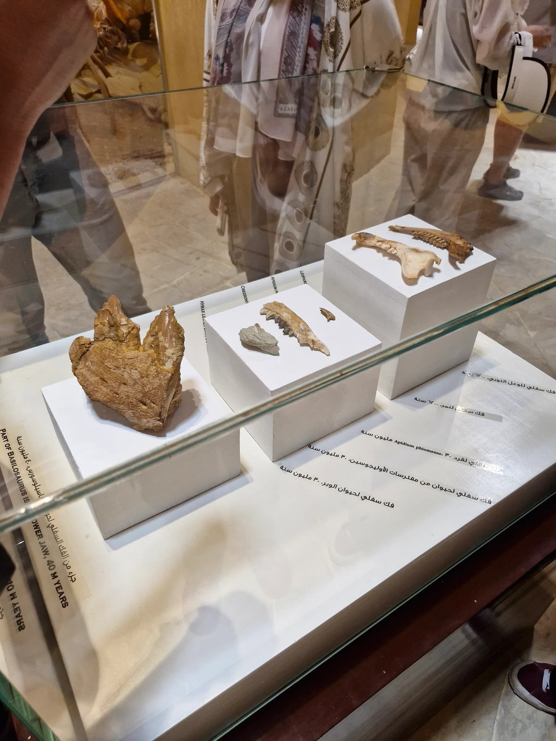 Various small fossil fragments, including jawbones and teeth, neatly arranged on white pedestals inside a glass case.