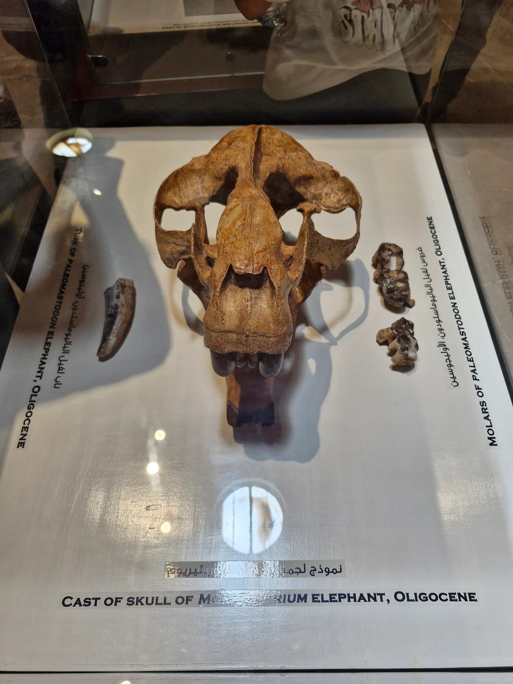 A well-preserved fossil skull of an Oligocene Mastodon elephant, with additional molar fossils nearby.