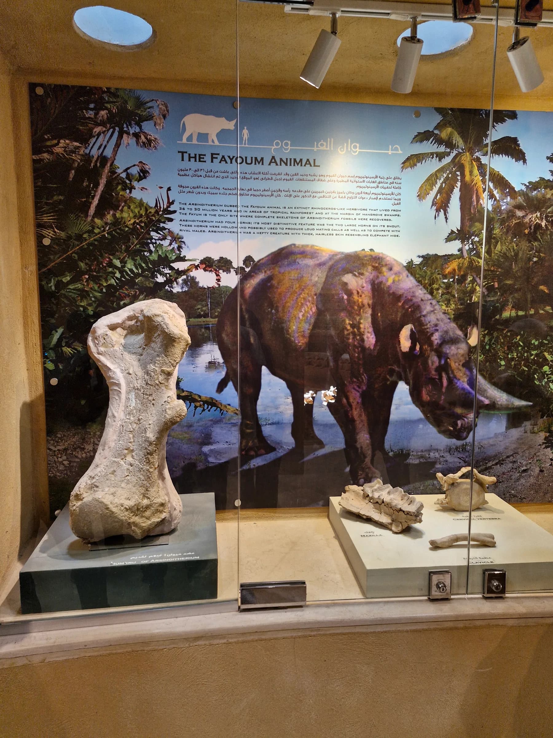 A large fossilized femur and other bones of an Arsinoitherium, displayed with an artistic rendering of the animal in a lush landscape.