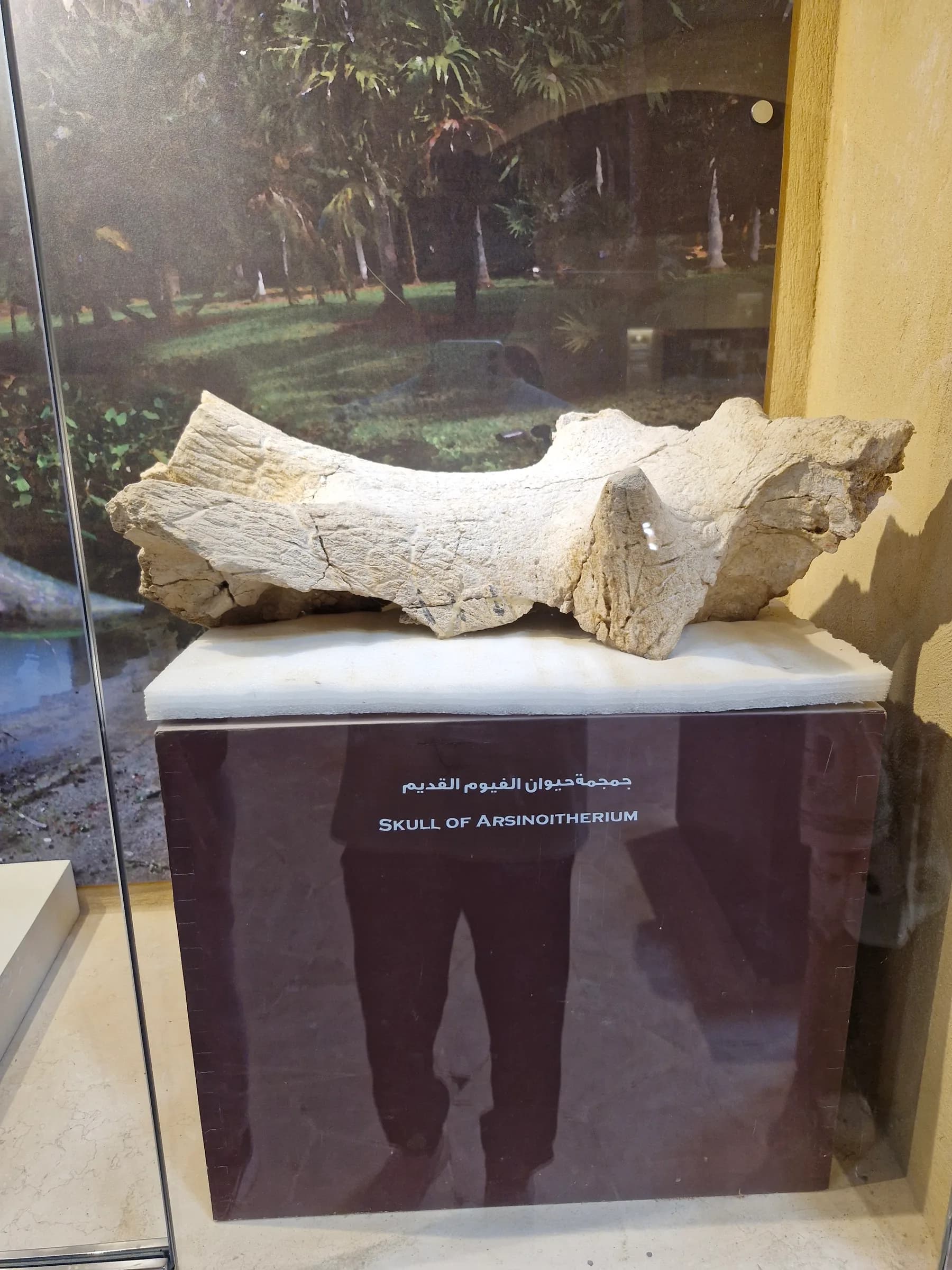 The massive fossilized skull of an Arsinoitherium, a prehistoric rhinoceros-like creature, on a dark pedestal.