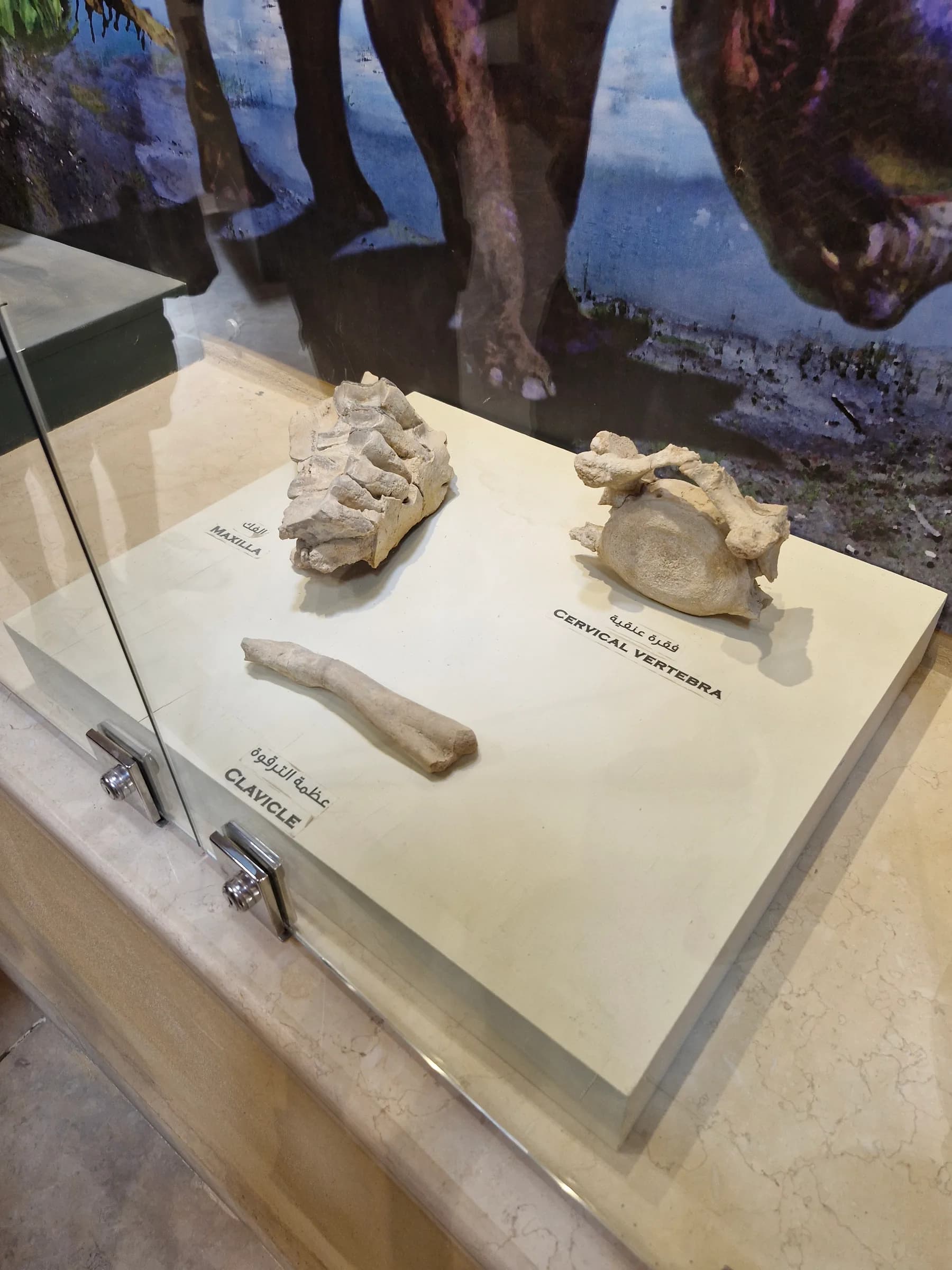 Fossilized maxilla, clavicle, and cervical vertebra displayed individually on white surfaces inside a glass case.