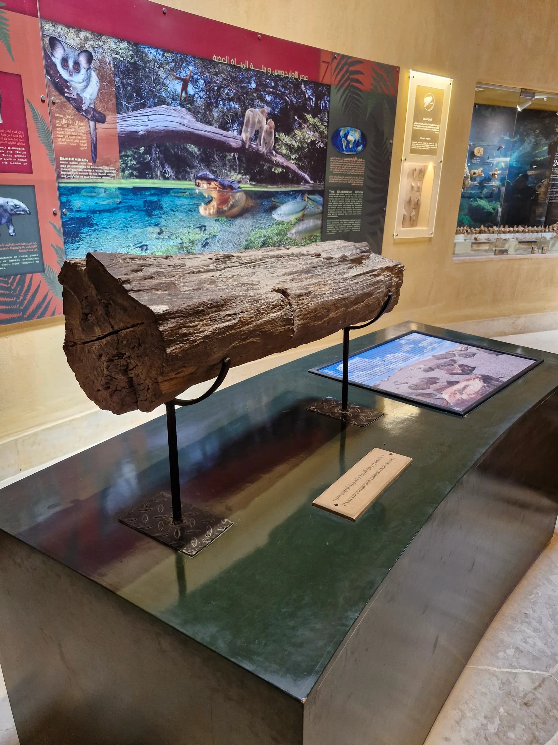 A large, dark fossilized tree trunk displayed horizontally on metal supports in a museum setting.