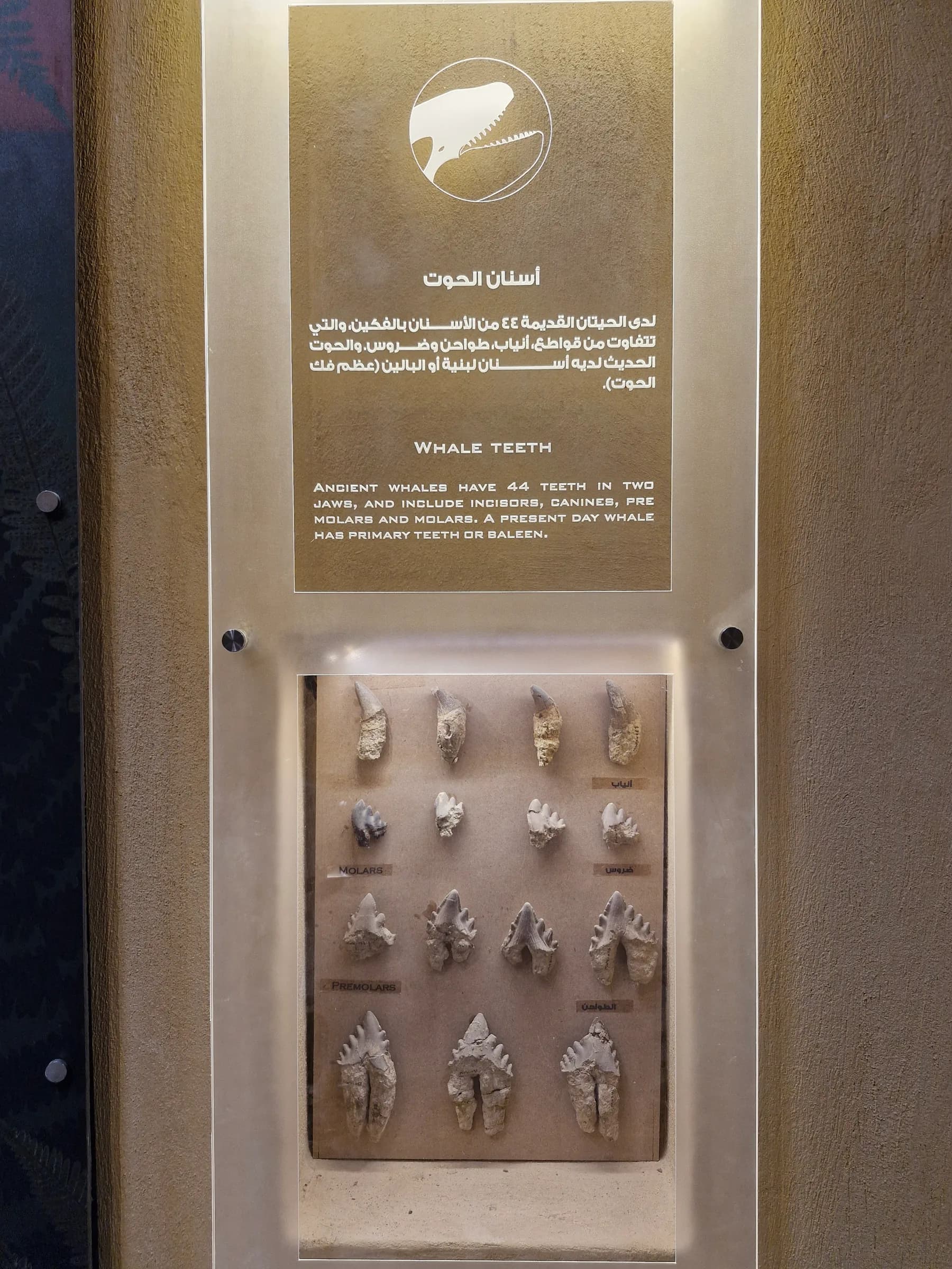 A collection of diverse fossilized whale teeth, accompanied by an informational panel explaining ancient whale dentition.
