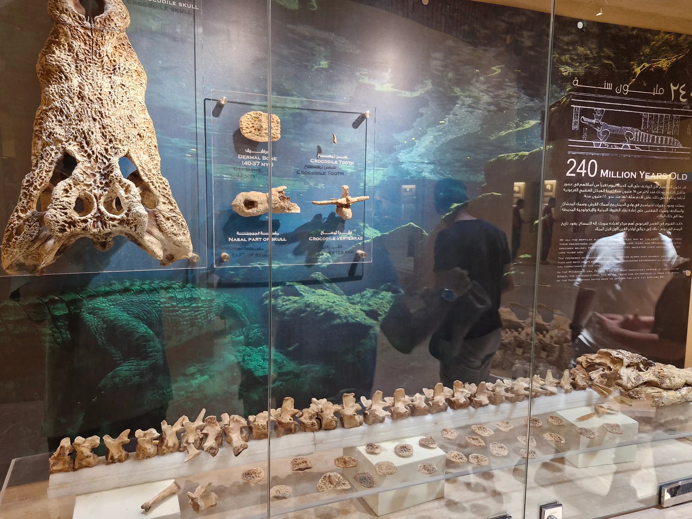 A large fossilized crocodile skull, dermal bone, tooth, and vertebrae displayed in a case with an underwater backdrop.