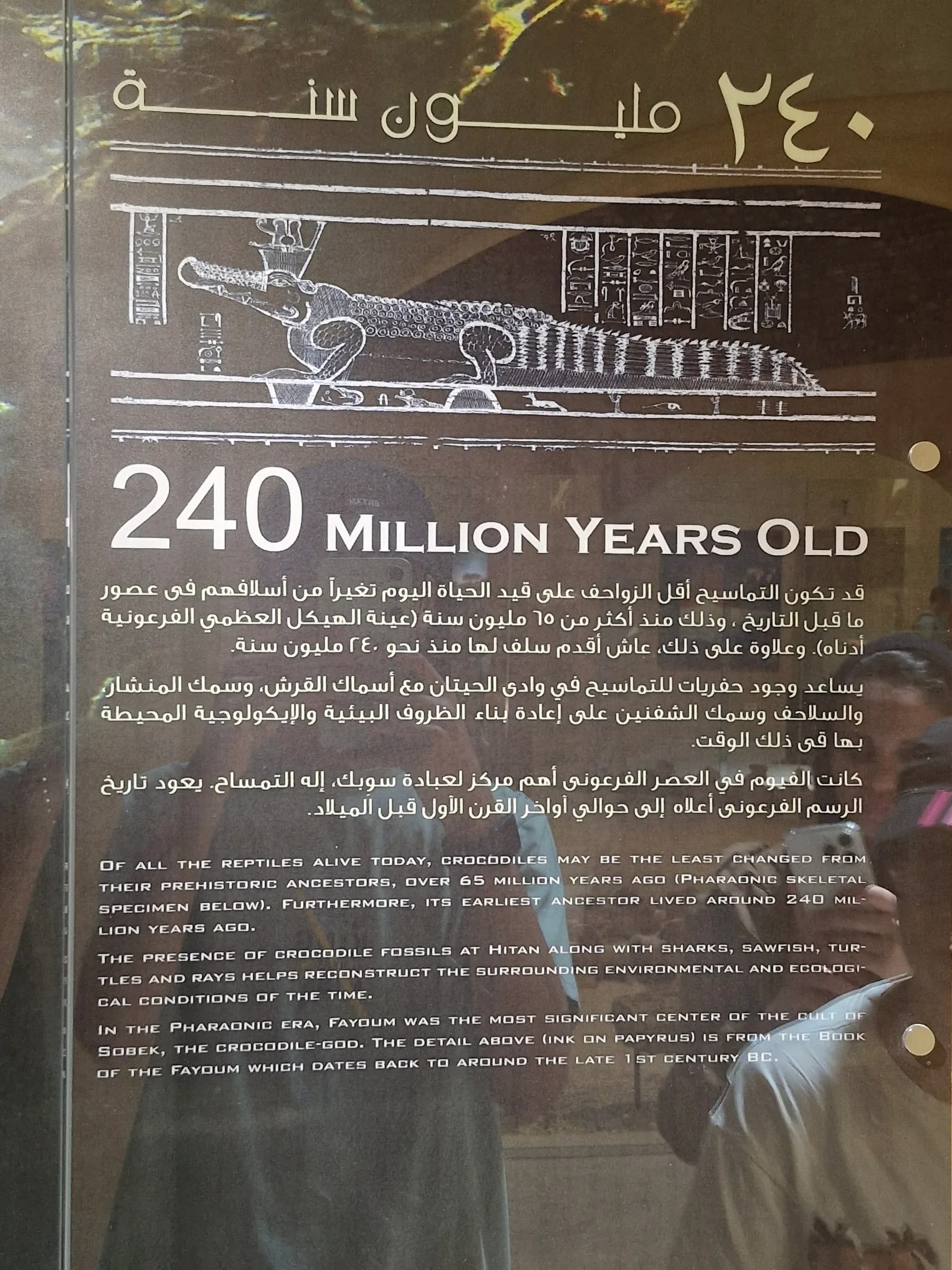 An informational panel showcasing an ancient Egyptian drawing of a crocodile, with text highlighting the animal's 240-million-year history.