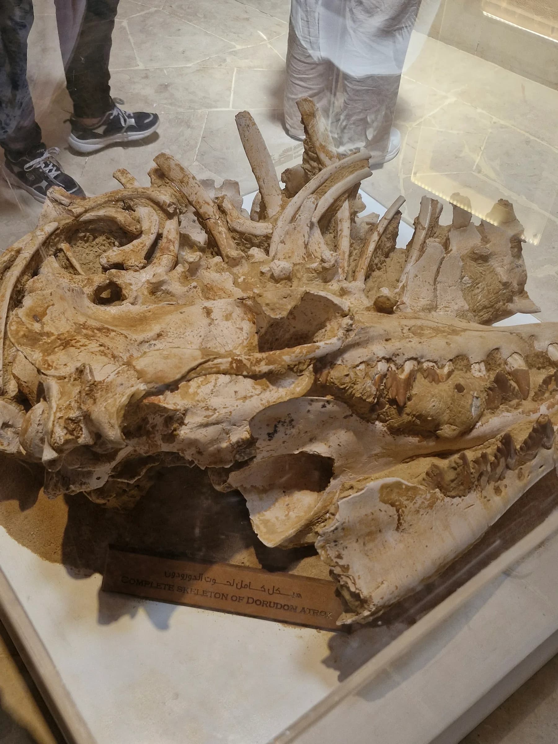A large, jumbled collection of fossilized bones, identified as the complete skeleton of Dorudon atrox, in a glass case.