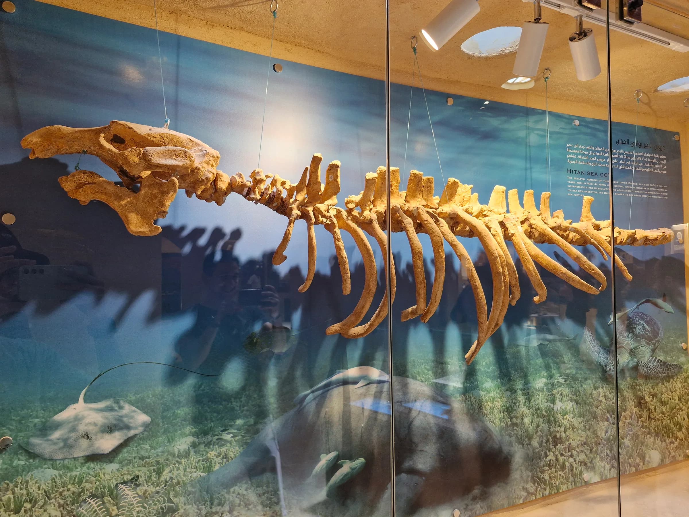 A suspended complete skeleton of an ancient whale, presented against a mural depicting an underwater marine environment.