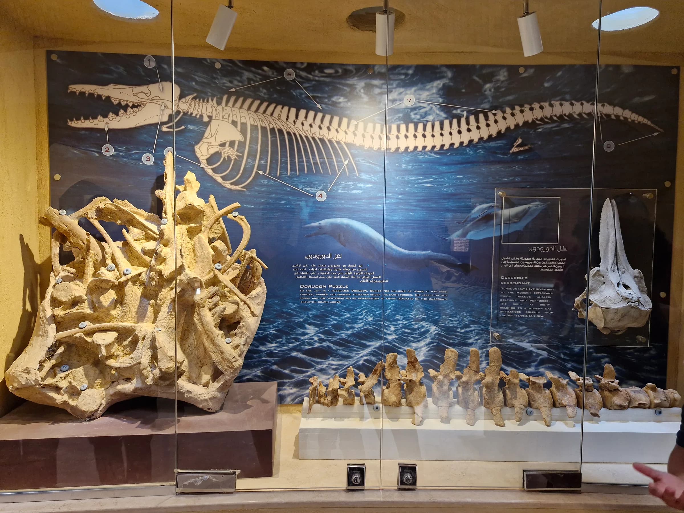 A museum display featuring a whale skeleton diagram, large fossilized whale bones, and a complete whale skull.