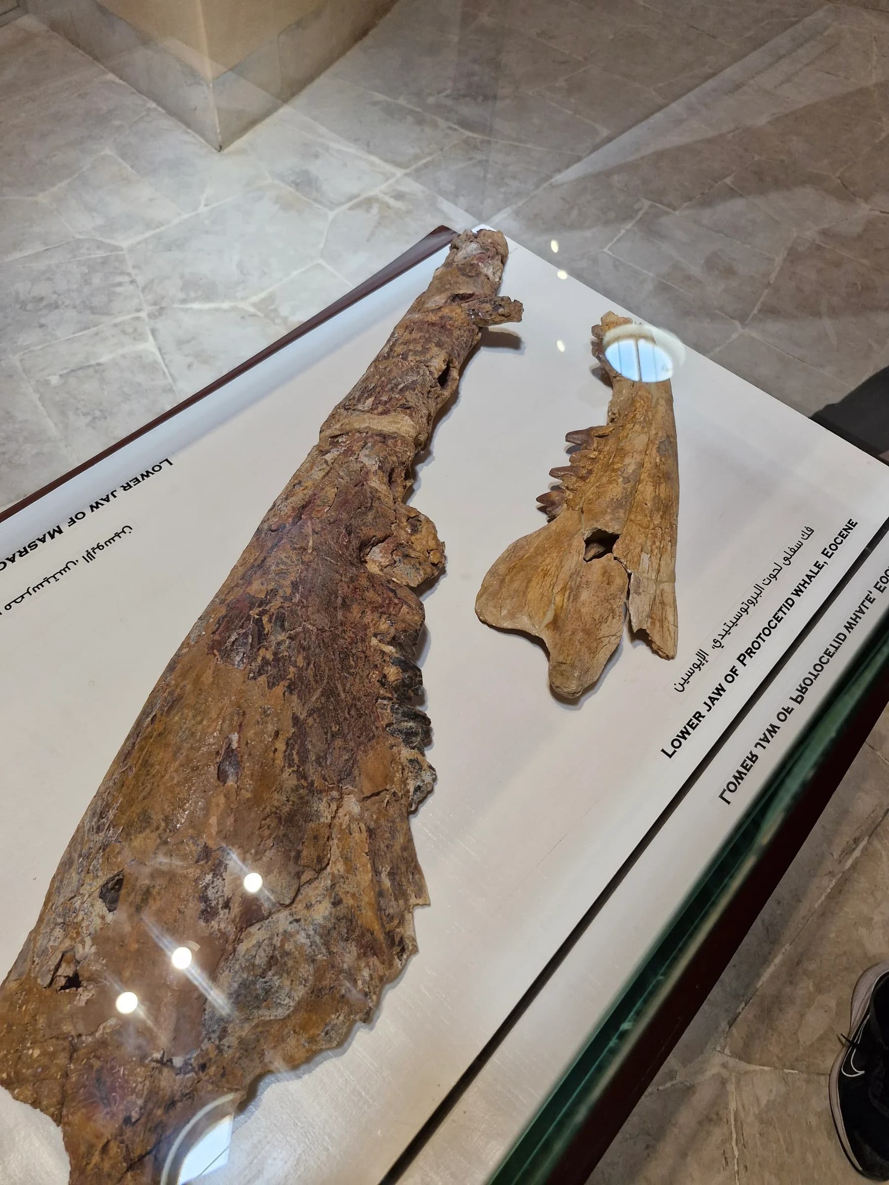 Two large, fossilized lower jaw fragments from a Protocetid whale, showing ancient teeth patterns.