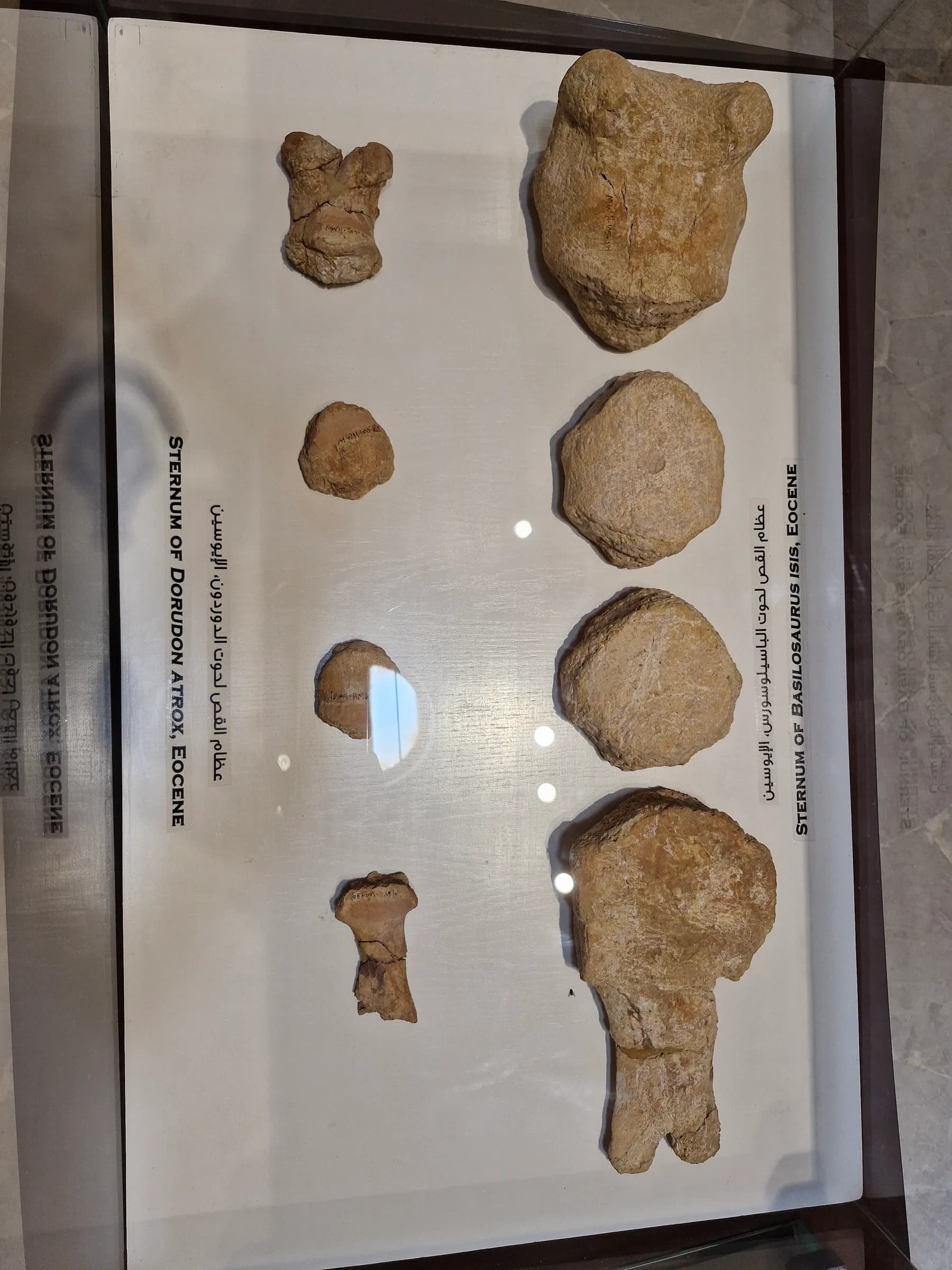 A comparative display of fossilized sternum bones from Dorudon atrox and Basilosaurus isis, showing size differences.