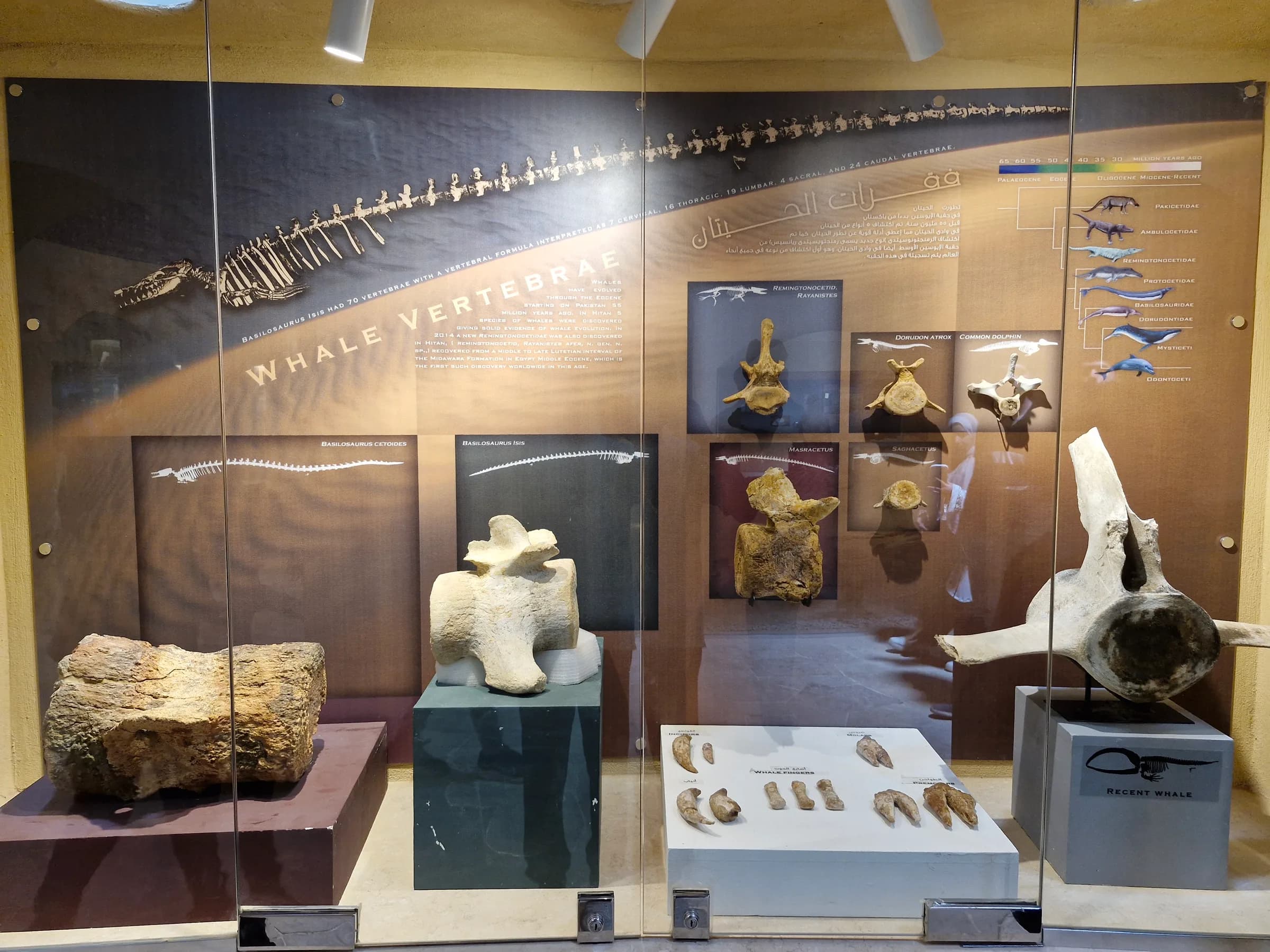 A detailed exhibit on whale vertebrae evolution, featuring various fossilized vertebrae and an evolutionary timeline.