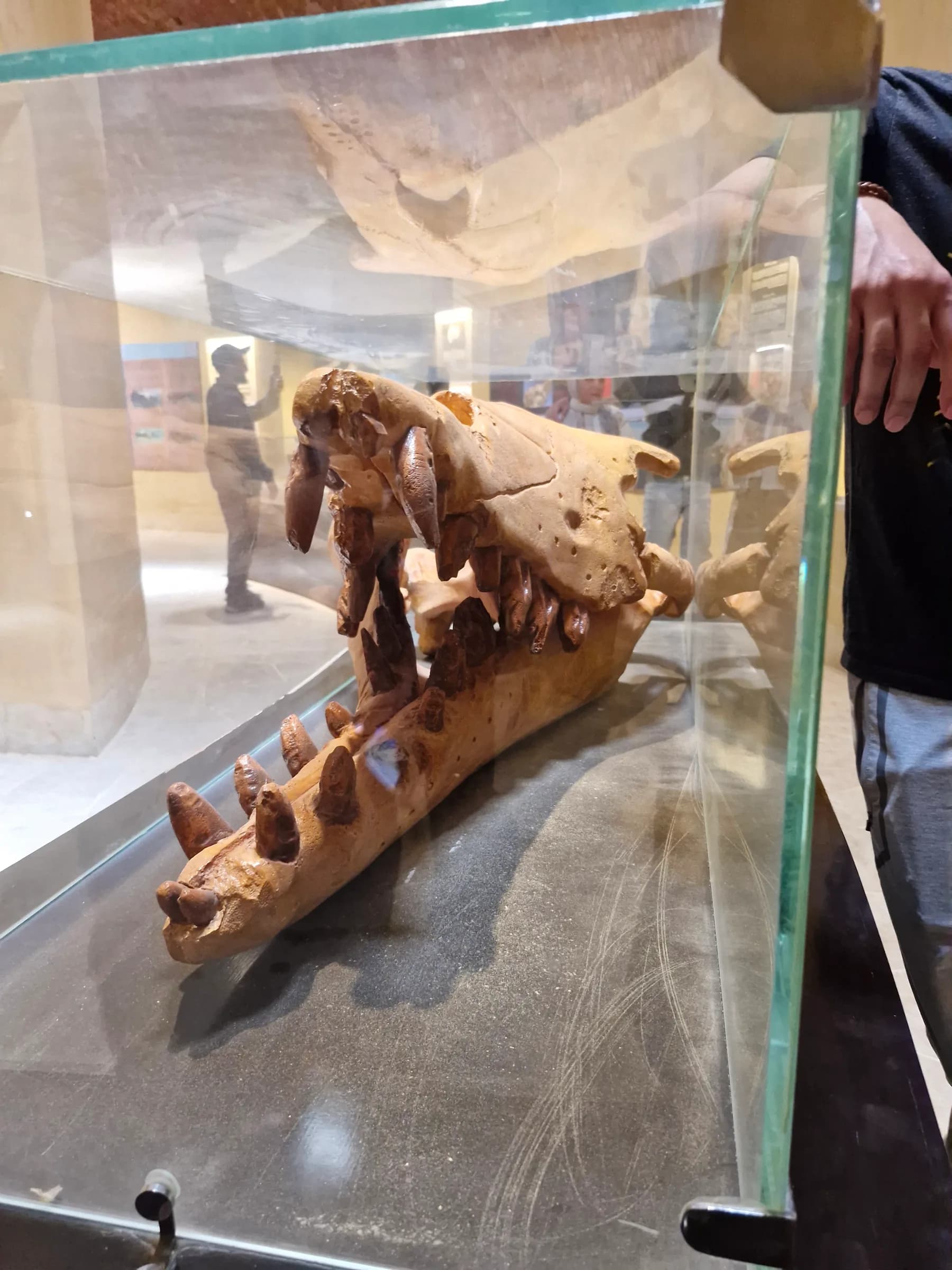 A close-up view of a large, fossilized Basilosaurus skull cast, with sharp, pointed teeth clearly visible.