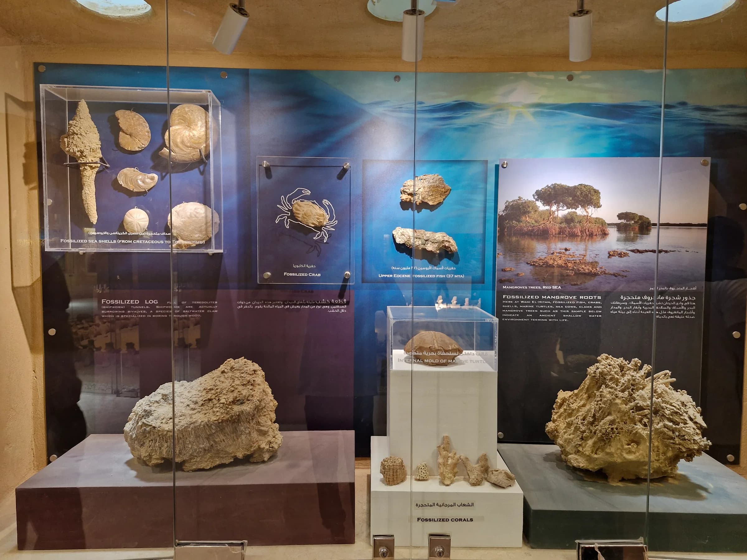A diverse display of marine fossils including shells, a crab, fish, corals, and a fossilized log, with a mangrove scene backdrop.