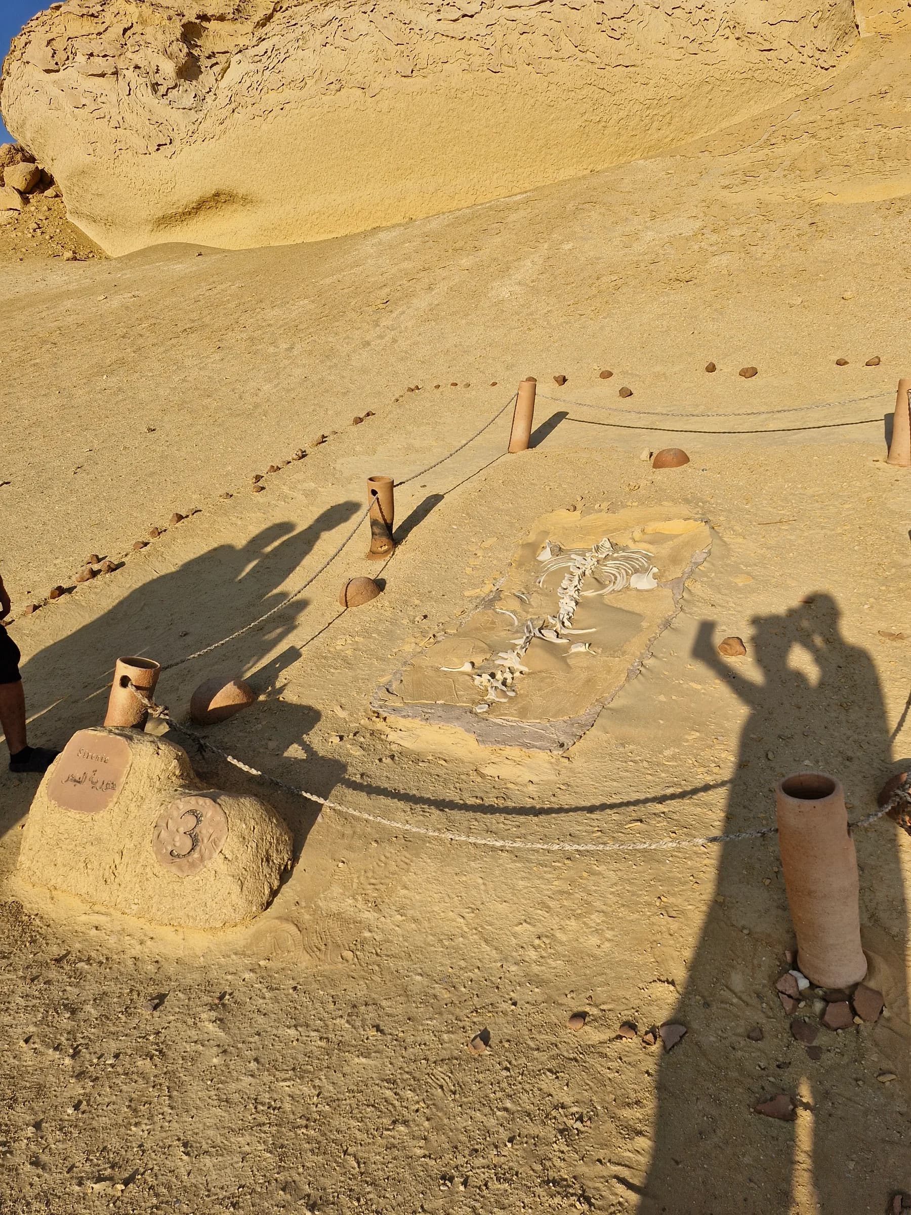 Overhead view of a fossilized whale skeleton in a desert excavation site, surrounded by ropes and clay markers.