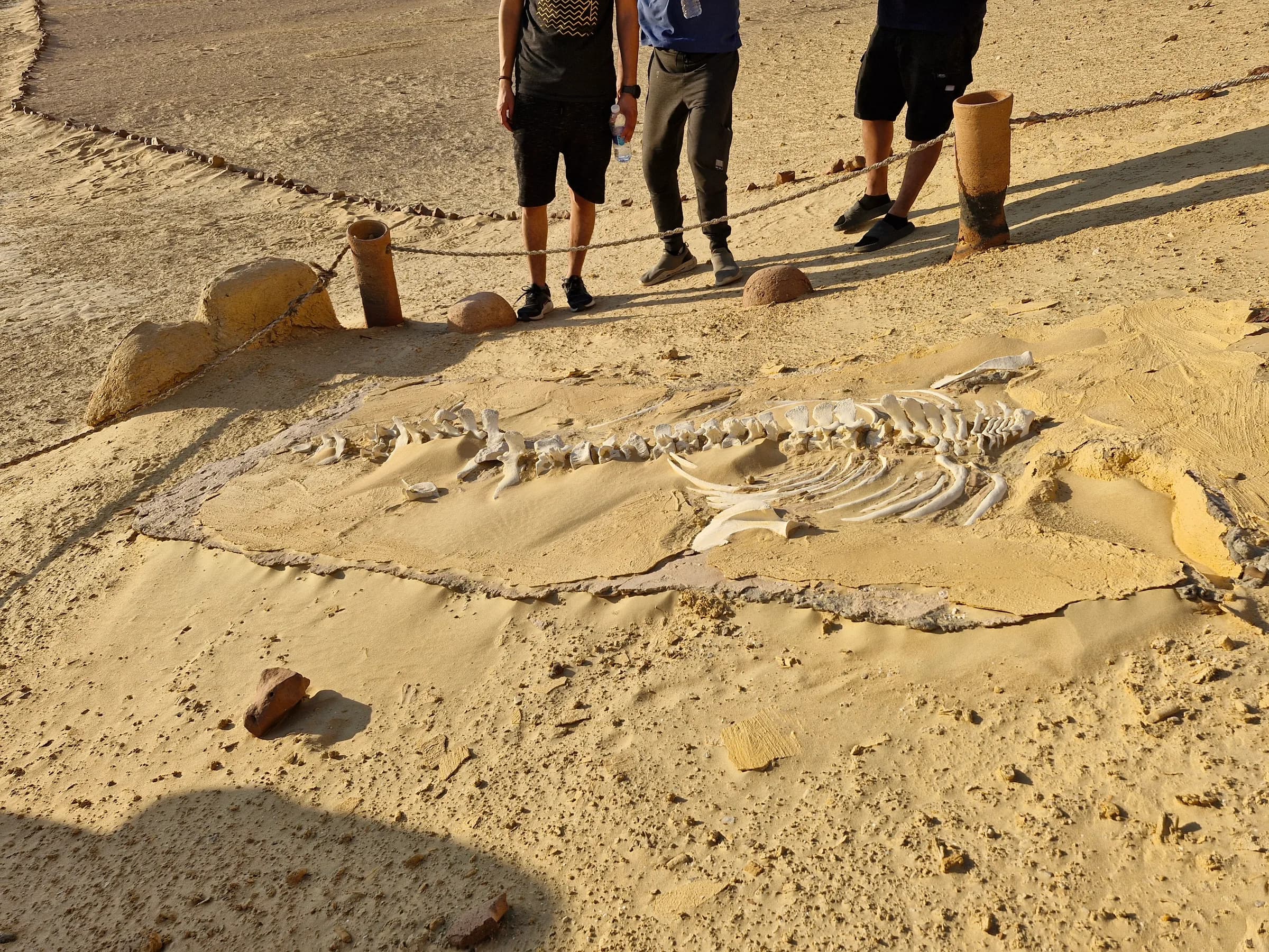 Close-up of a long, fossilized whale skeleton partially excavated from the sand, with three people standing nearby.