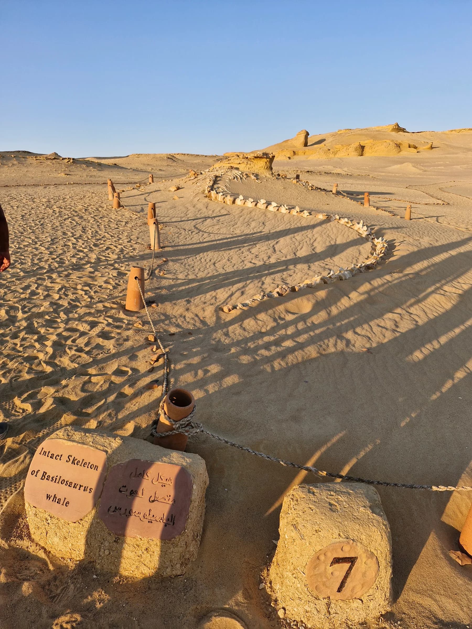 A long, winding trail of fossilized whale vertebrae on a sandy desert floor, with a sign identifying it as Basilosaurus.