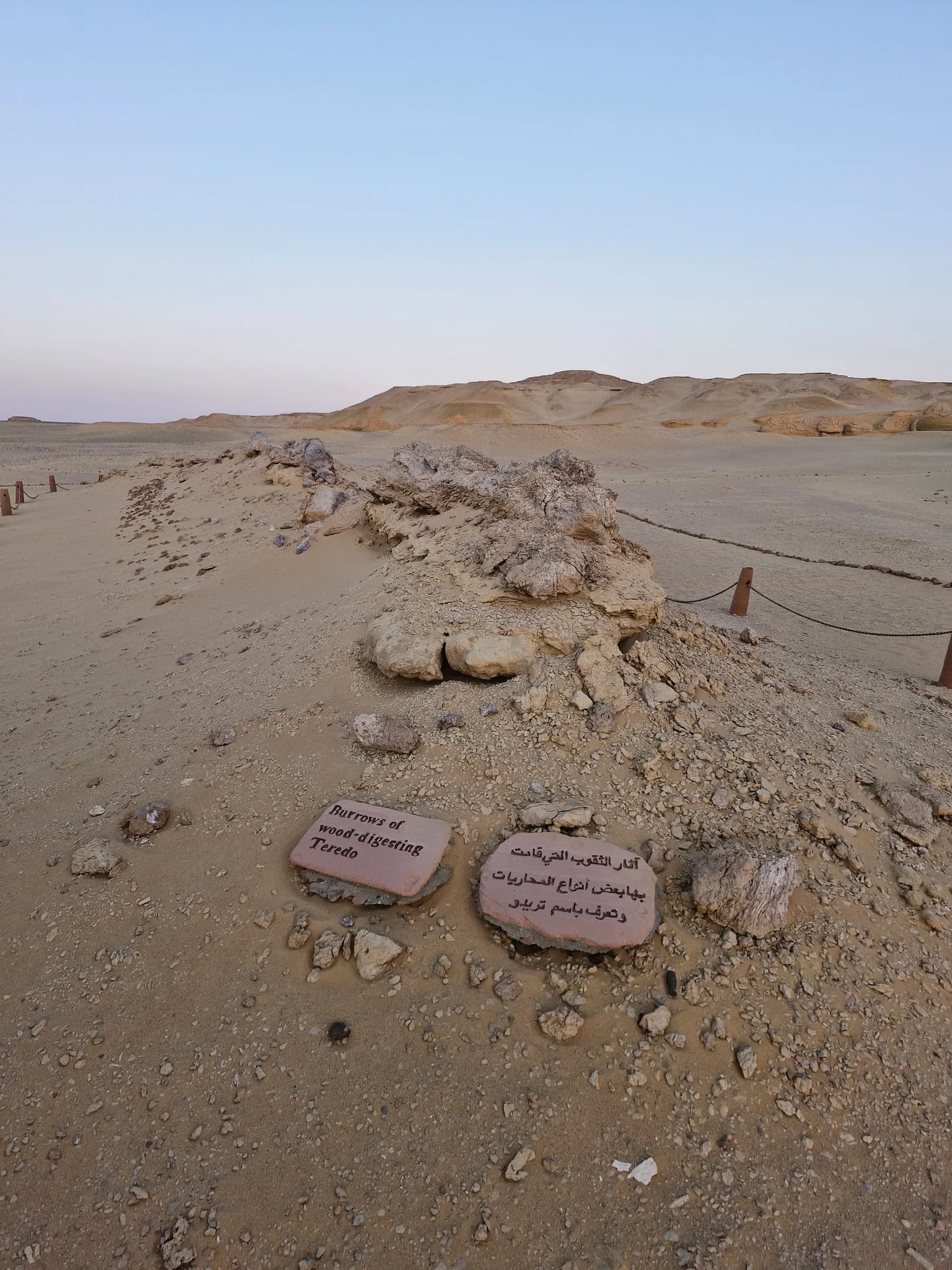 Fossilized burrows of wood-digesting Teredo (shipworms) in a sandy desert, with an informational sign.